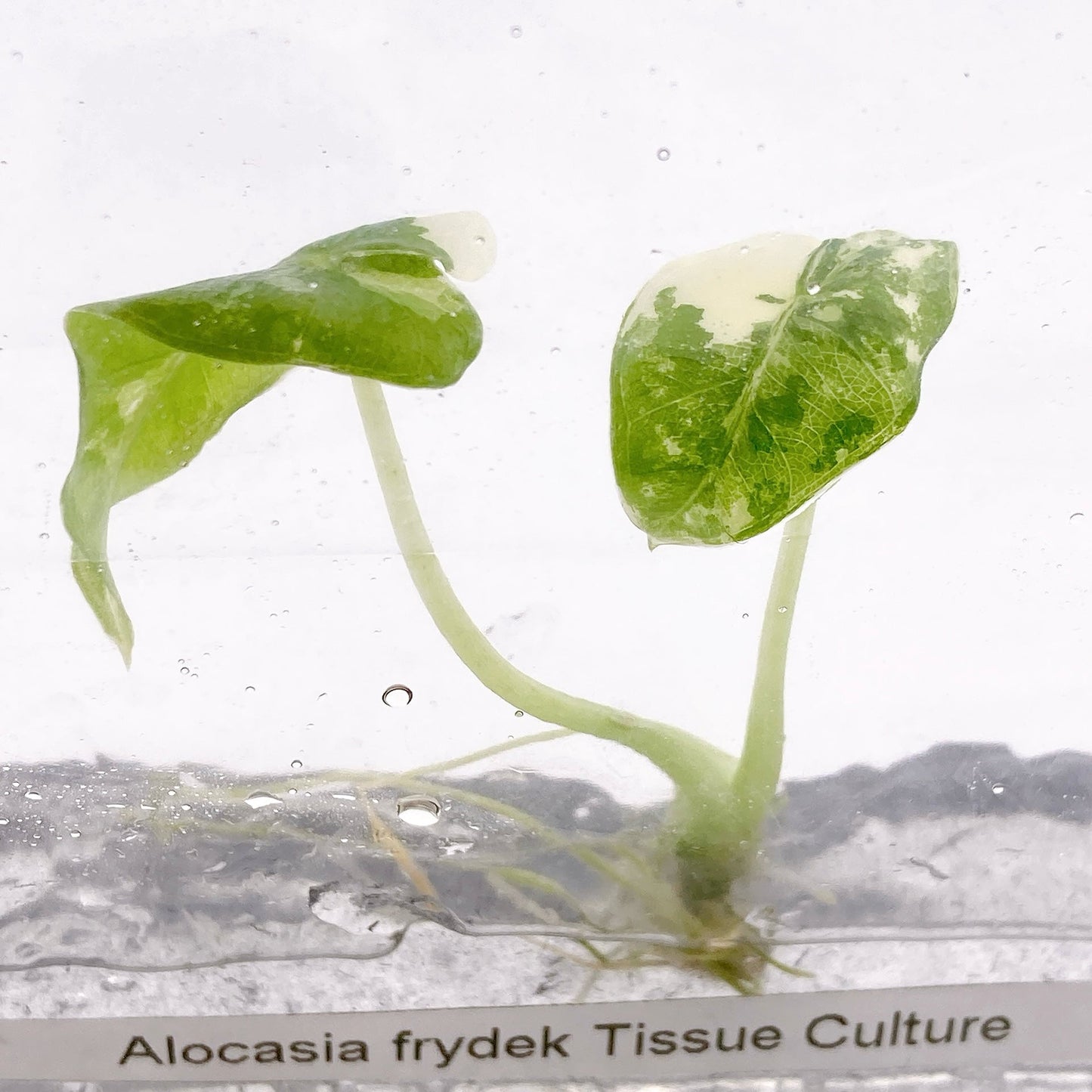 Alocasia Frydek Variegado