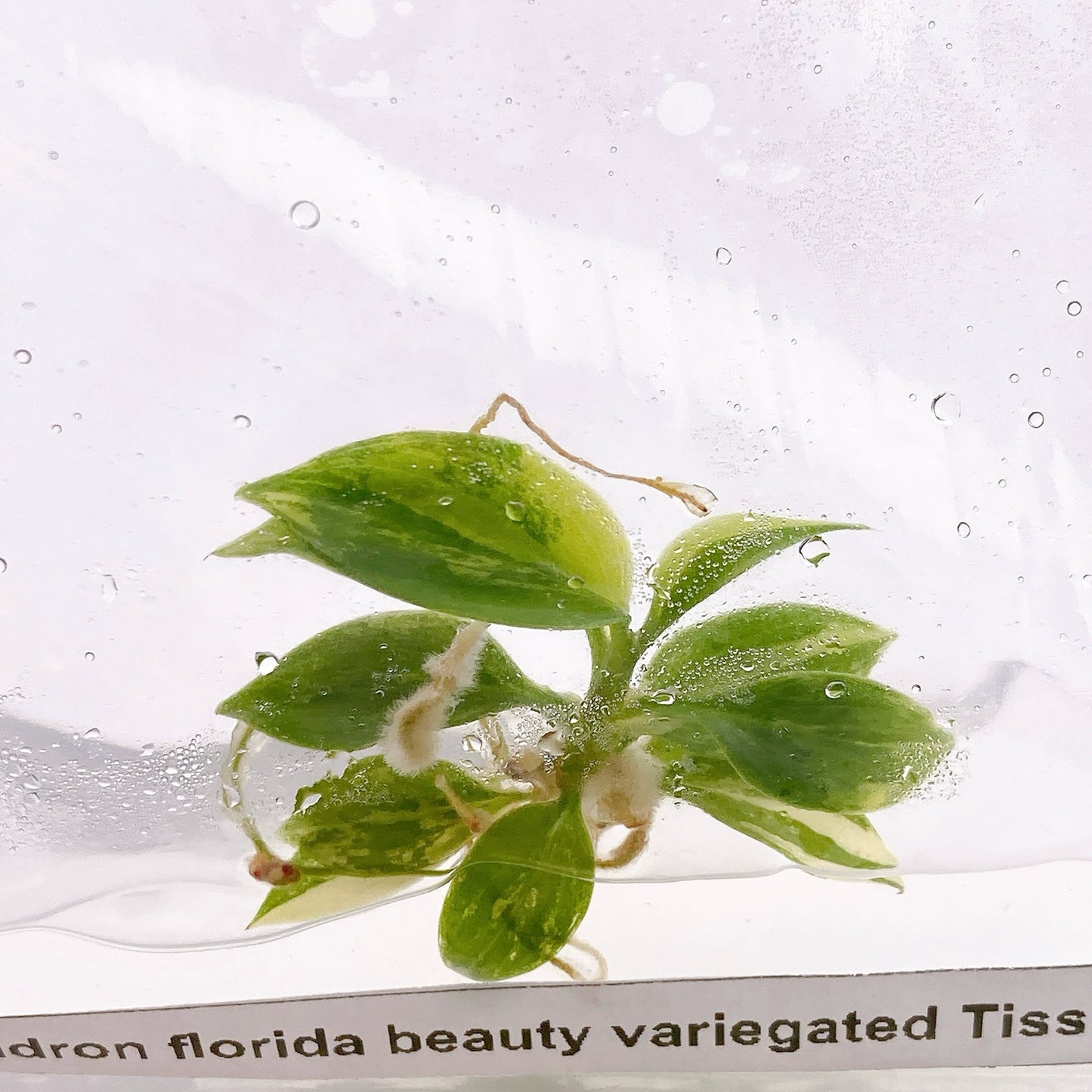 Philodendron Florida beauty