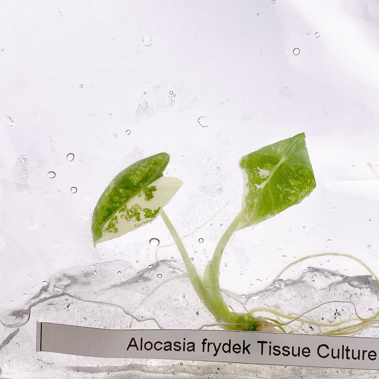 Alocasia Frydek Variegado