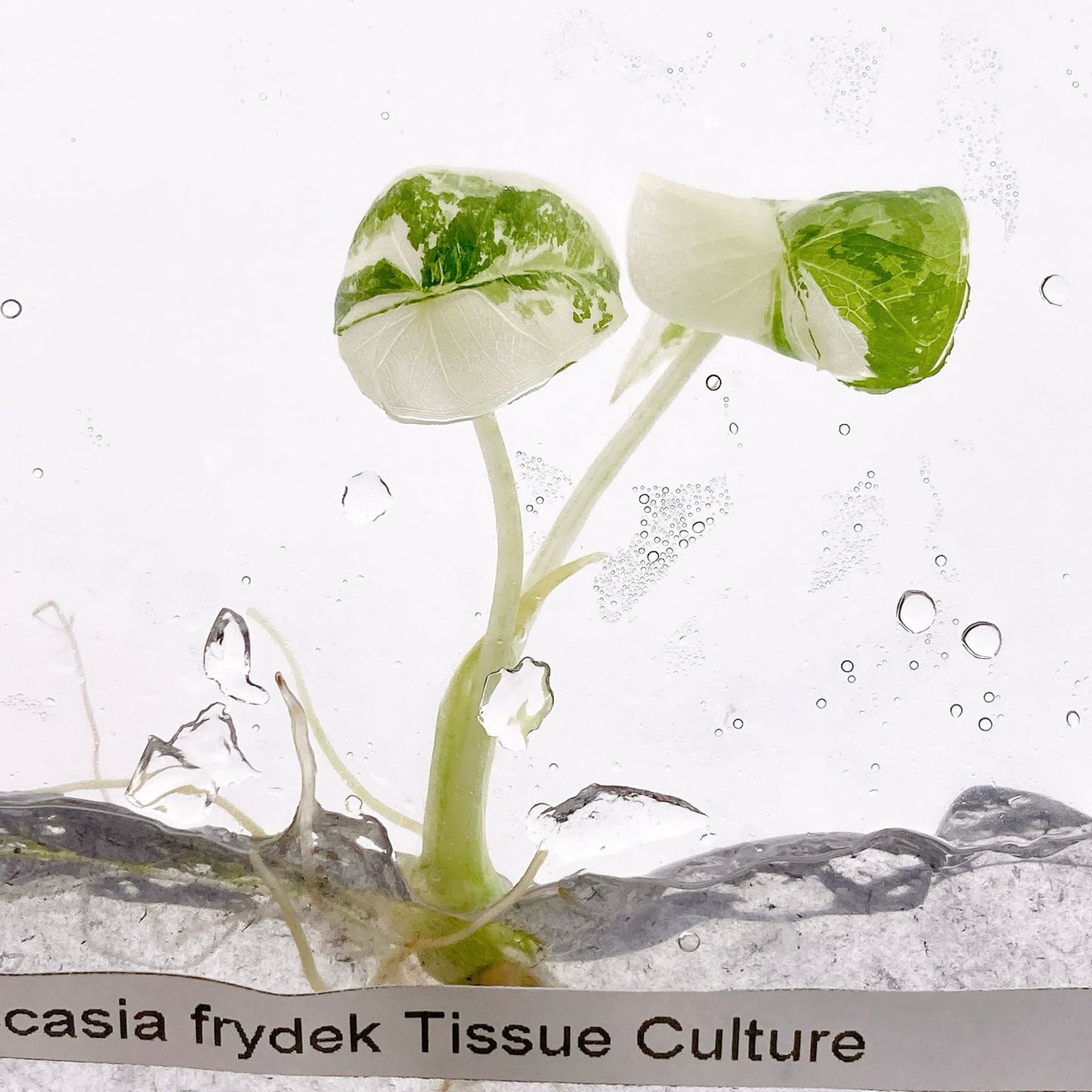 Alocasia Frydek Variegado