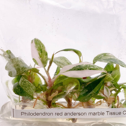 Philodendron Red Anderson