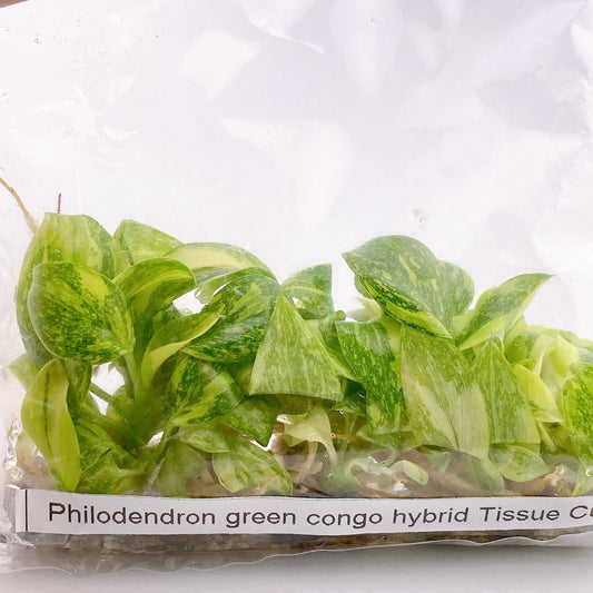 Philodendron Green Congo Hybrid