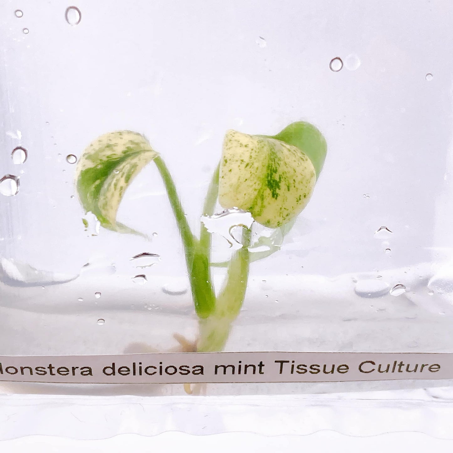 Monstera Mint