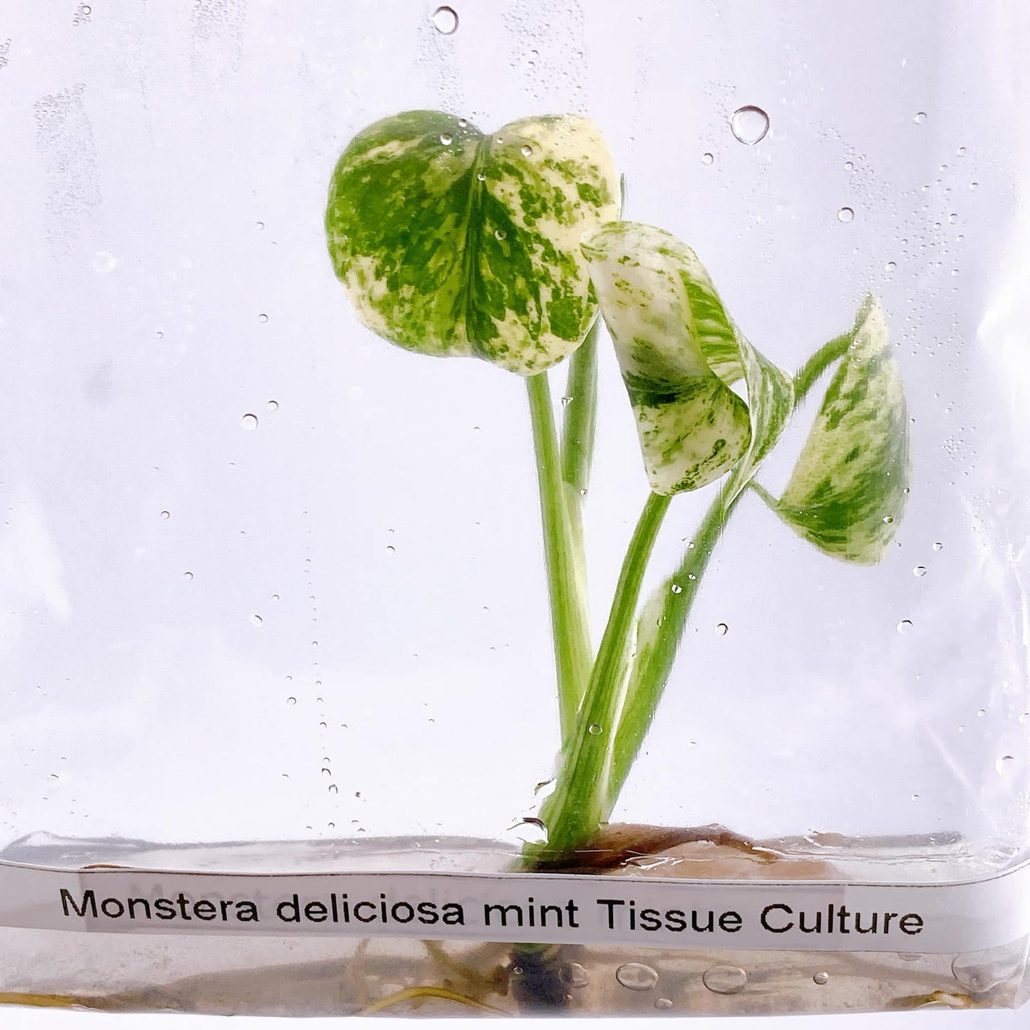 Monstera Mint